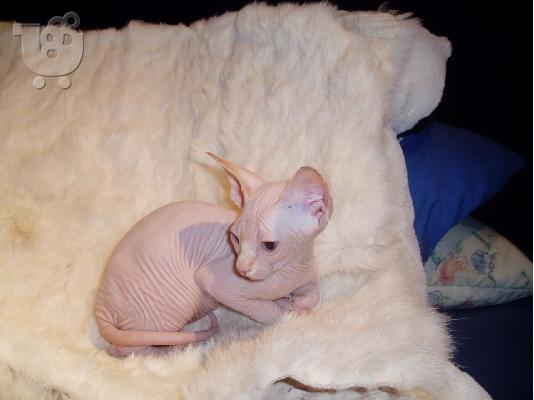 Όμορφα γατάκια Sphynx μόνο whatsapp (+63-995-461-6242)